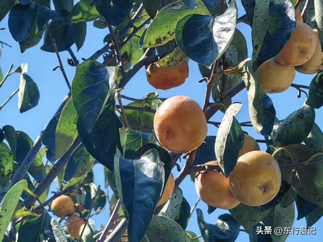 在茂名，我用AI攒出一座岭南特色庄园：这份民宿规划你打几分？