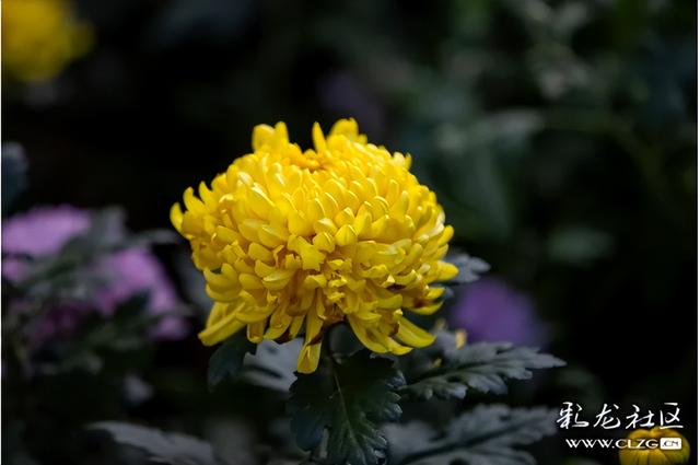 大观公园金秋菊花展掠影（B）