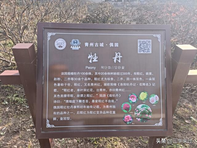 无为在歧路，漫游青州城