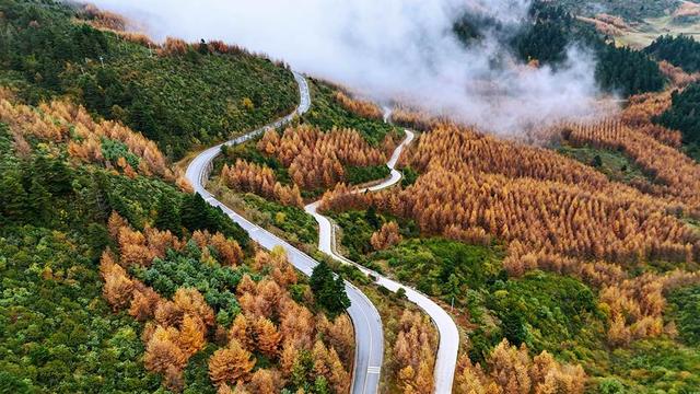 凉山金阳：彩林秘境初冬上线 层林尽染惊艳时光