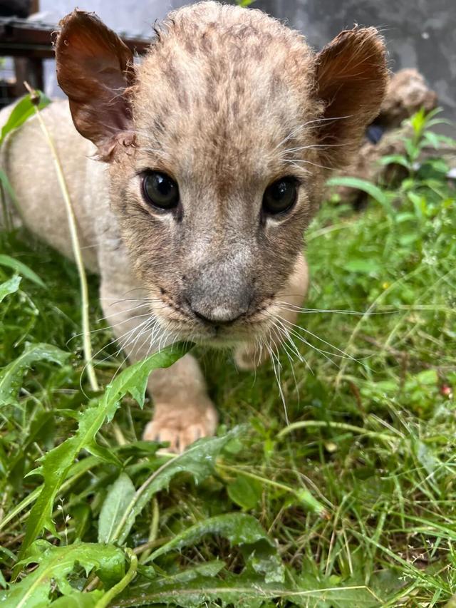 潍坊人有自己的“疯狂动物城”！冲！冲！冲！