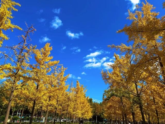 潍坊美景“告急”！这些地方错过等一年！