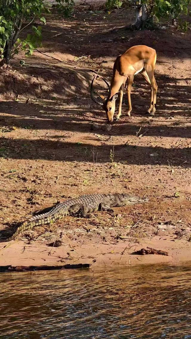 非洲5国连穿！23天Safari感受震撼的生命力，每一天都是人生限定