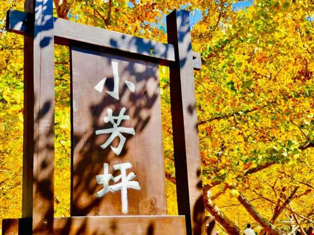 黄了！黄了！南雄银杏逐渐换上“金装”，码好这条线路追秋去