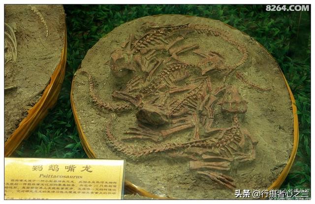 山东行游影记（36）—平邑天宇自然博物馆（十一）