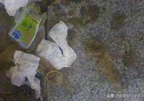 就地办事，小套套乱扔”，小树林成野战地，环卫工多次亲眼目睹！