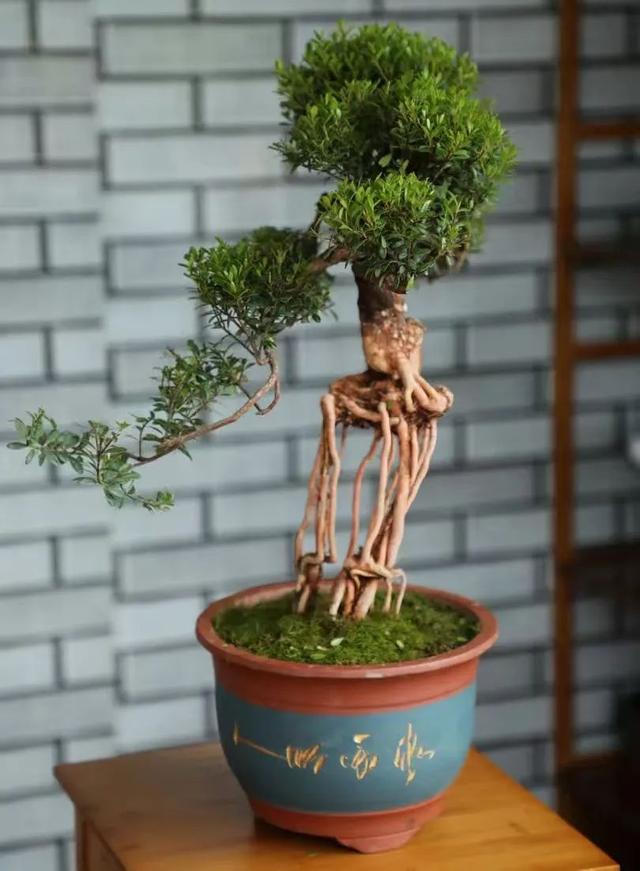 平南大鹏超绝游玩攻略，吃喝玩乐一站式安排！