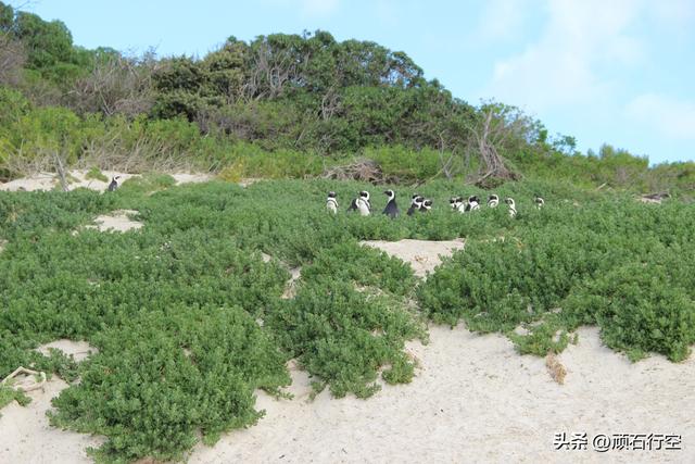 南部非洲：南非开普敦企鹅岛