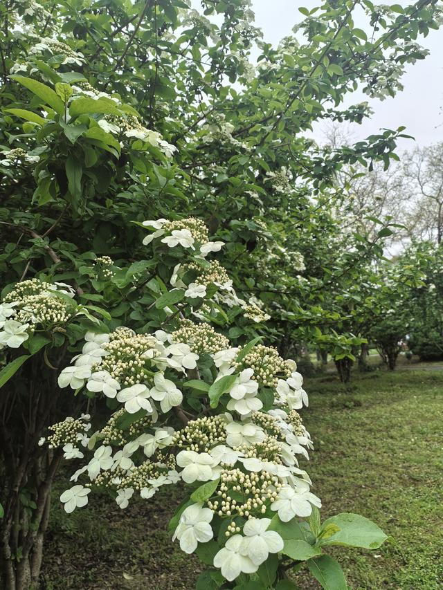 扬州：天下无双的琼花，在廉政广场盛开了