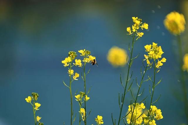 陇南油菜花提前开放，今天可以约起走！