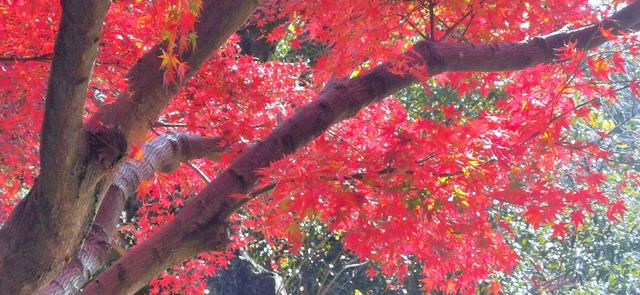 视觉画册｜醉美畲乡景宁：一季枫红燃情似火，半河光影温润如诗