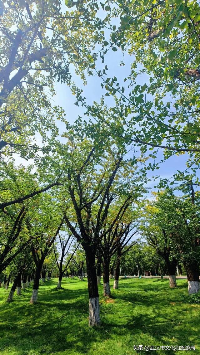 你的相册里，藏着森林公园的哪种绿？