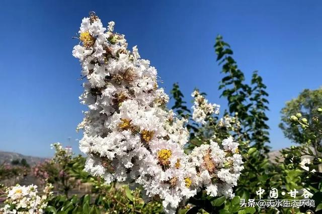 大美天水 | 甘谷:渭北长廊紫薇盛放 绘就浪漫生态画卷