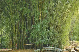 在歌曲《月光下的凤尾竹》《有一个美丽的地方》诞生地——境内外“同唱一首歌”（边城见闻）图片