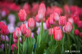 真正人品好的女人，身上会有这4个特质，值得深交一辈子图片