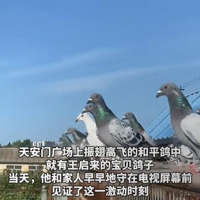 笑不活了！九三阅兵结束后鸽子走失，网友：你叔家20只 就回来4个