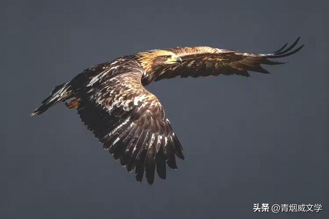 午后骑行 西湿地偶遇金雕