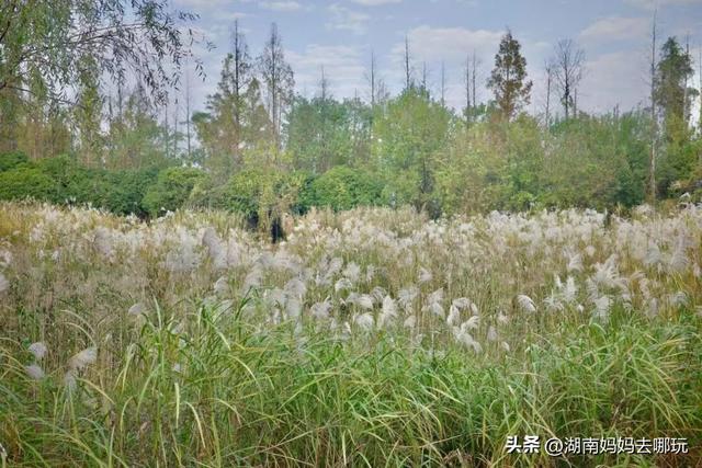 冬日遛娃就去长沙“济州岛”！水杉染红，芦苇摇浪，0元解锁 “橘子海” 日落
