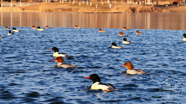 新年过后，泽州来了一群“稀客” →
