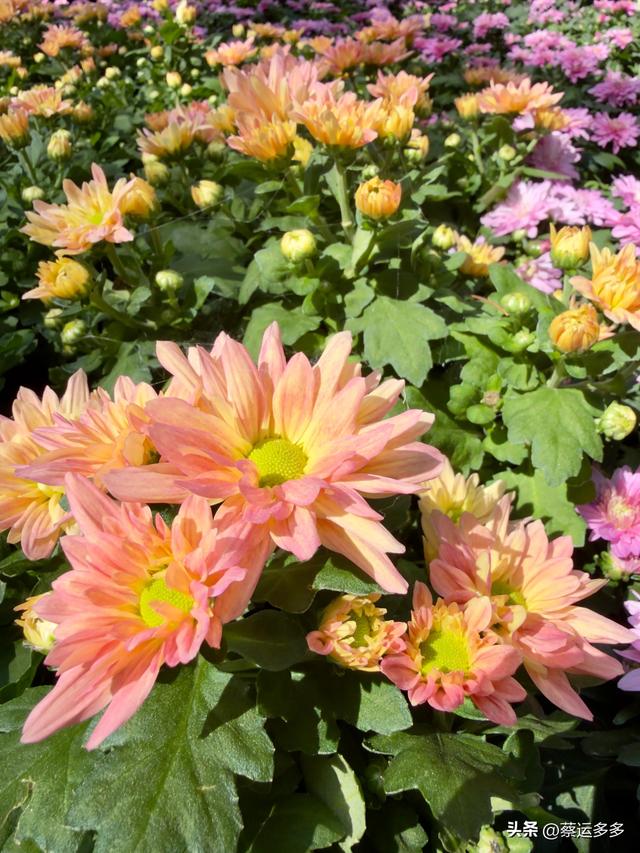 重阳节，上海赏秋之美