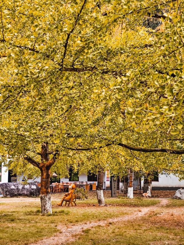 年假清零倒计时，该出发了！把最后几天留给韶关的彩林山水