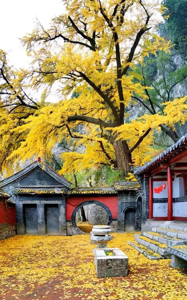 山东:时至初冬,银杏正当时