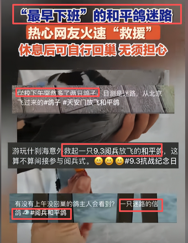 阅兵放飞信鸽翻车现场：不少鸽子“越狱”，原因曝光让养鸽人泪崩