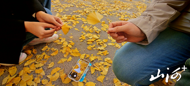 “银杏巷”成“秋日限定”打卡地 太原老军营小区深处藏满城温柔