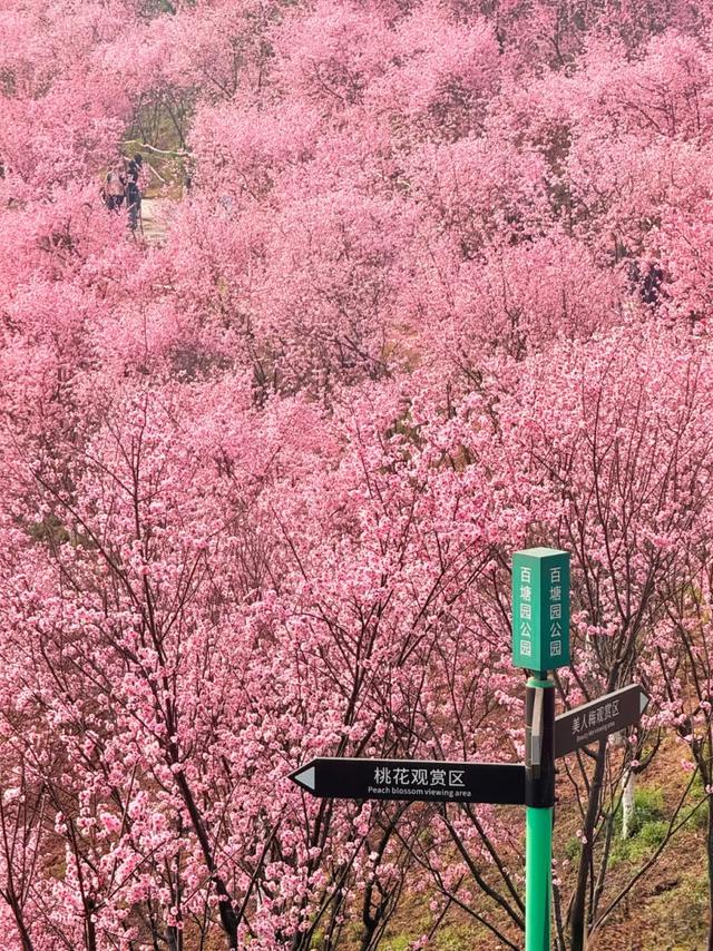 开往春天的列车，发车！这3个地方最出片！
