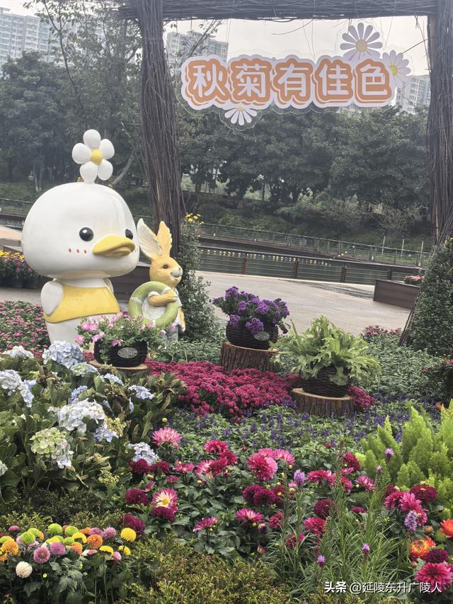 武进新天地公园菊花展 乡村田园风 今年又不同