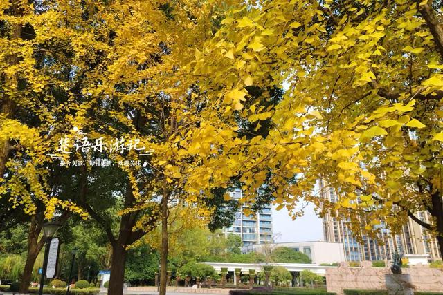 宁波慈溪的宝藏型公园，银杏水杉与红枫共绘秋日大片，比油画还美