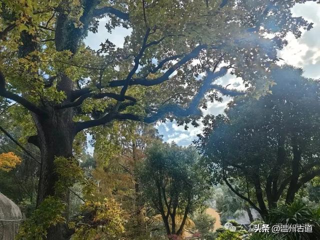 一树金黄，满城风雅！温州这棵著名的古寺银杏再不去就要落叶了