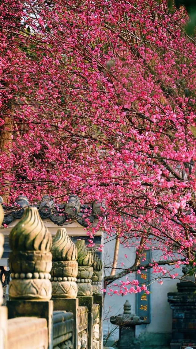 满屏梅花🤩不用怀疑！你期盼的春天提前来了！