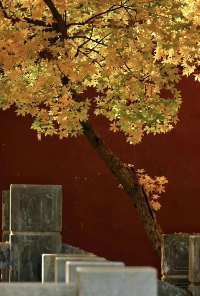 秋深景更美!运城最绚烂时刻到了!