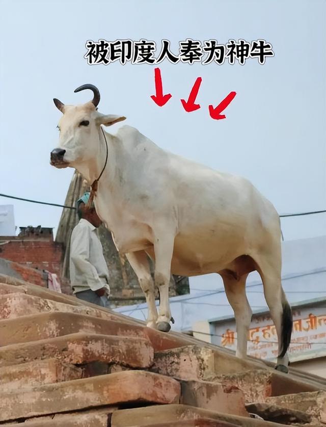 印度学者提问李光耀：印度该怎样崛起？李光耀：没有人能改变印度