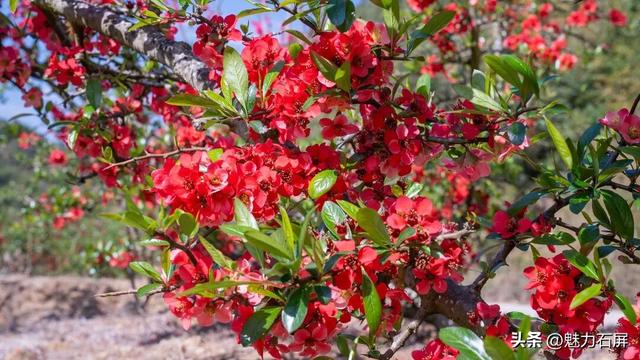 花季打卡石屏横山村 ：藏在山间的那一抹红