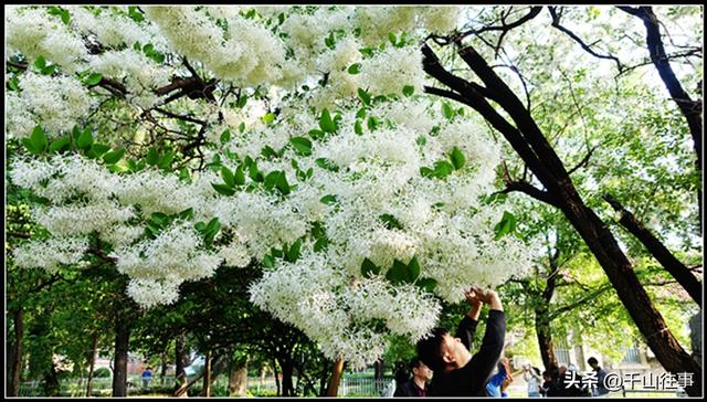 银絮伴轮行：美利达狼8，180公里薛城→济宁戴庄医院流苏探访评测