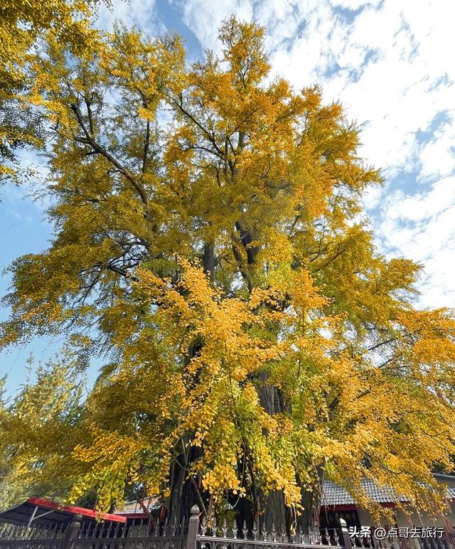 成都这5大千年银杏，超级惊艳，其中一株相传是杨贵妃种植！