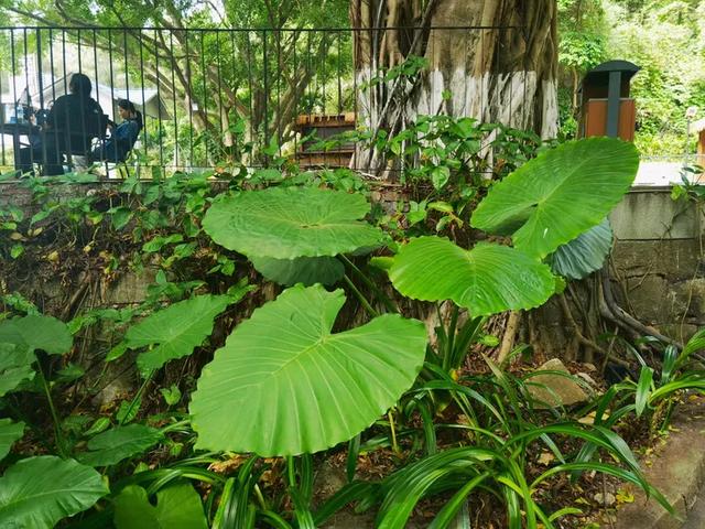 “若得一日闲 山中品千年” 游泉州清源山