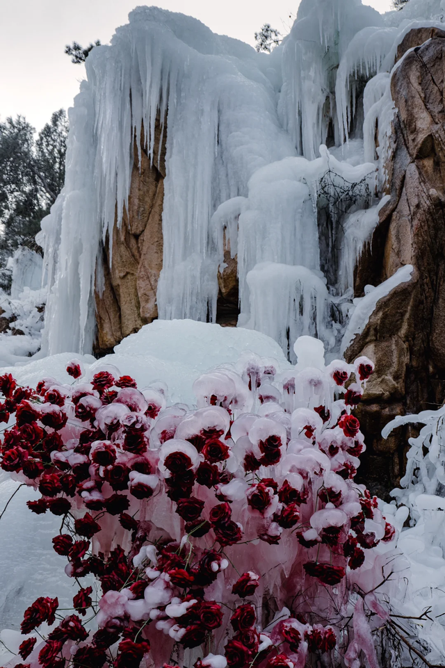 快看！从哈尔滨的冰雕里，挖出了整个真·泰安！