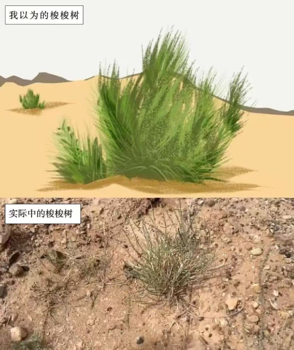 马云斥巨资在沙漠里种树，承诺每年1亿棵，9年过去了，树怎样了