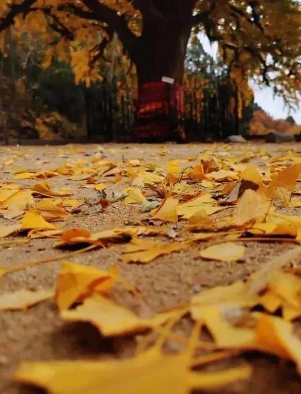 济南的这些千年银杏树美得正当时,最后“黄金期”快去打卡!