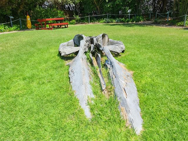 非洲旅游：难忘南非观光之旅纪行（图）