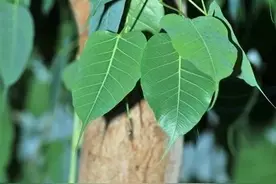 佛教圣树--菩提树图片