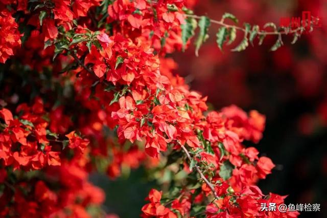 柳州下“花”了！粉色花海铺满人行道，还有“红色瀑布”超出片~回暖在这天→