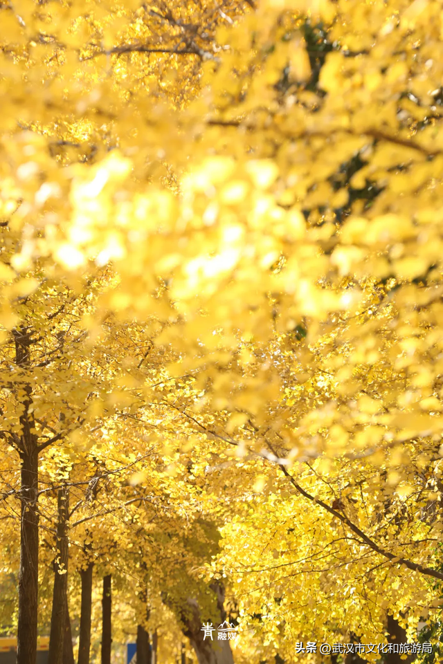 大降温后，青山最美冬景即将上线！