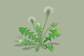 中药又立功，蒲公英可消除结节？哪些人不能喝？看看医生怎么说图片
