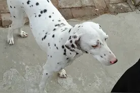 泪目！主人称17岁老狗预感生命将尽独自离开 离家前"一步三回头"告别主人图片