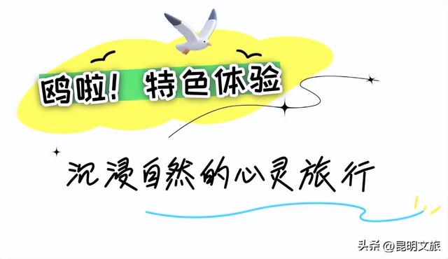 跟着滇超游昆明 | “鸥”然心动！打卡日记已备好，观鸥季精彩继续~