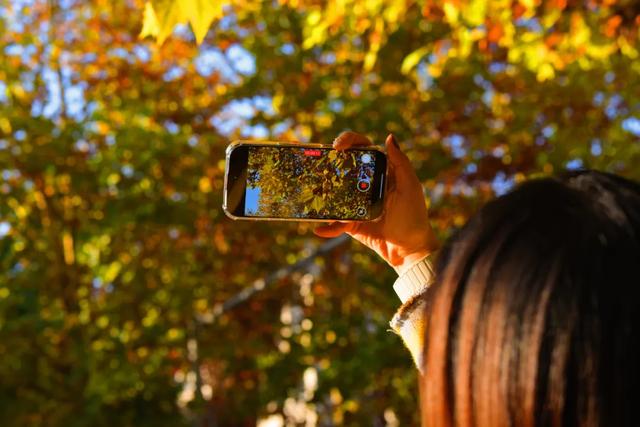 避开人群!两江新区这条梧桐大道,独享初冬金色浪漫